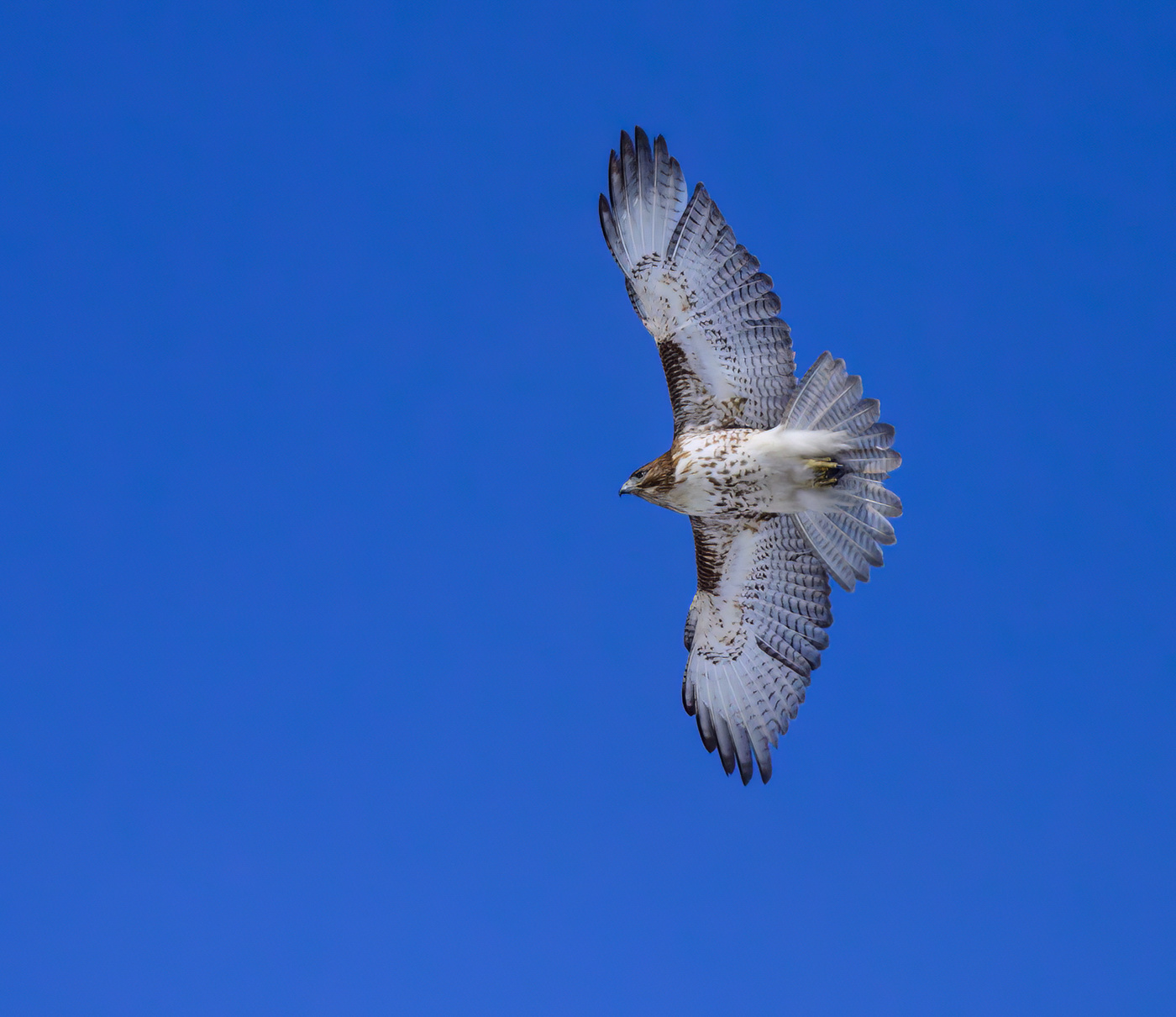 Red-tailed hawk