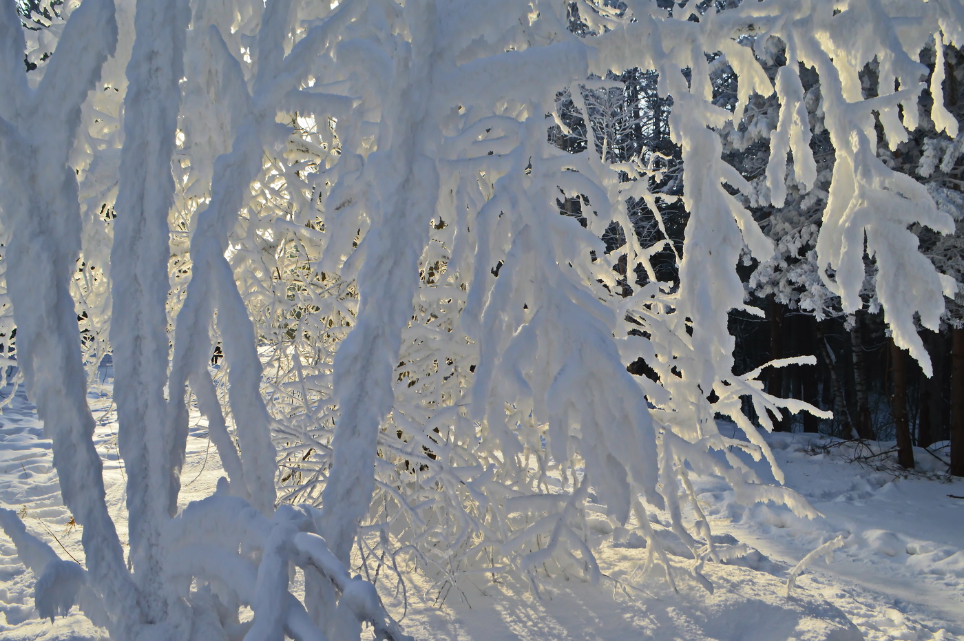 зимний этюд