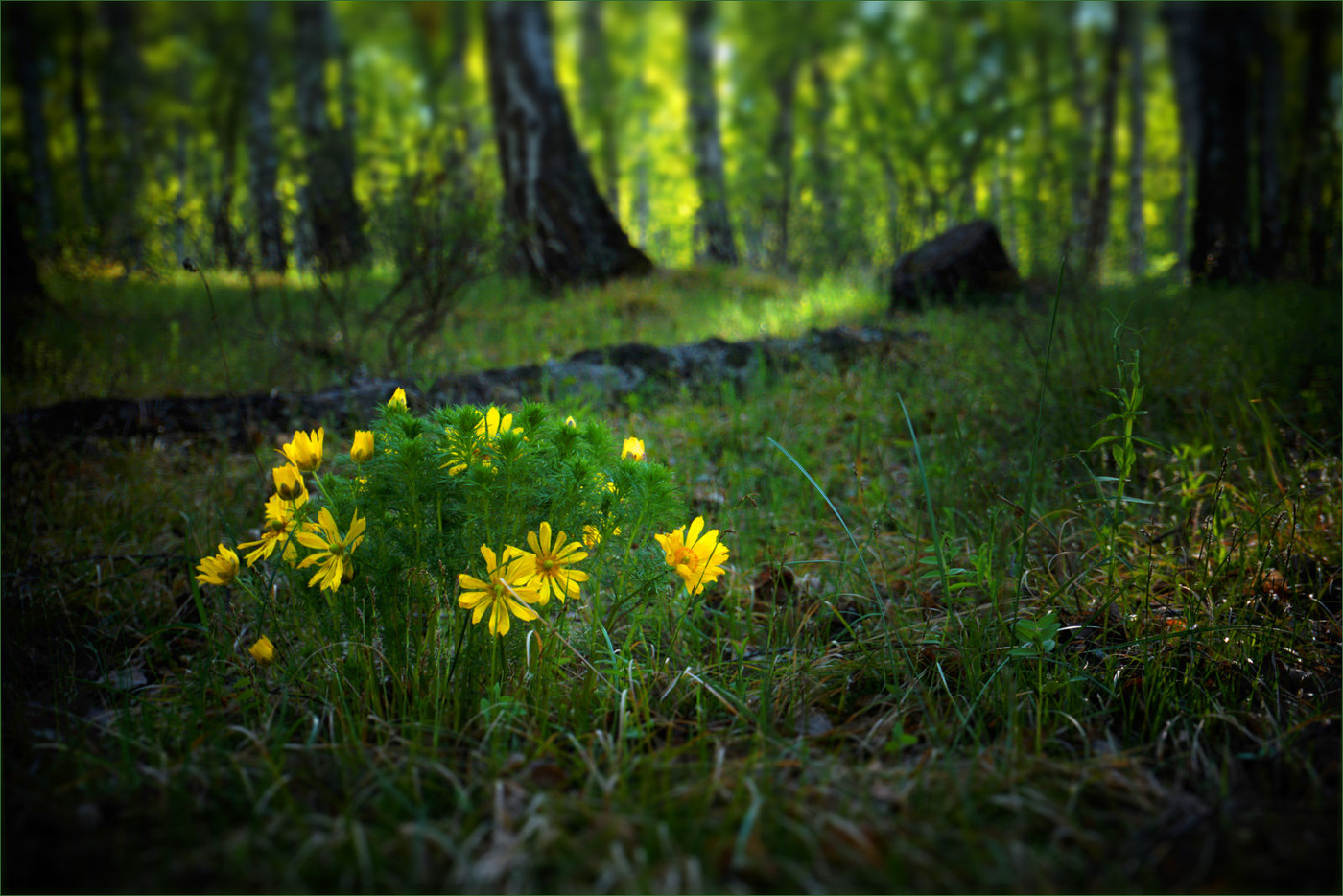 Горицвет весенний. Лесной букетик