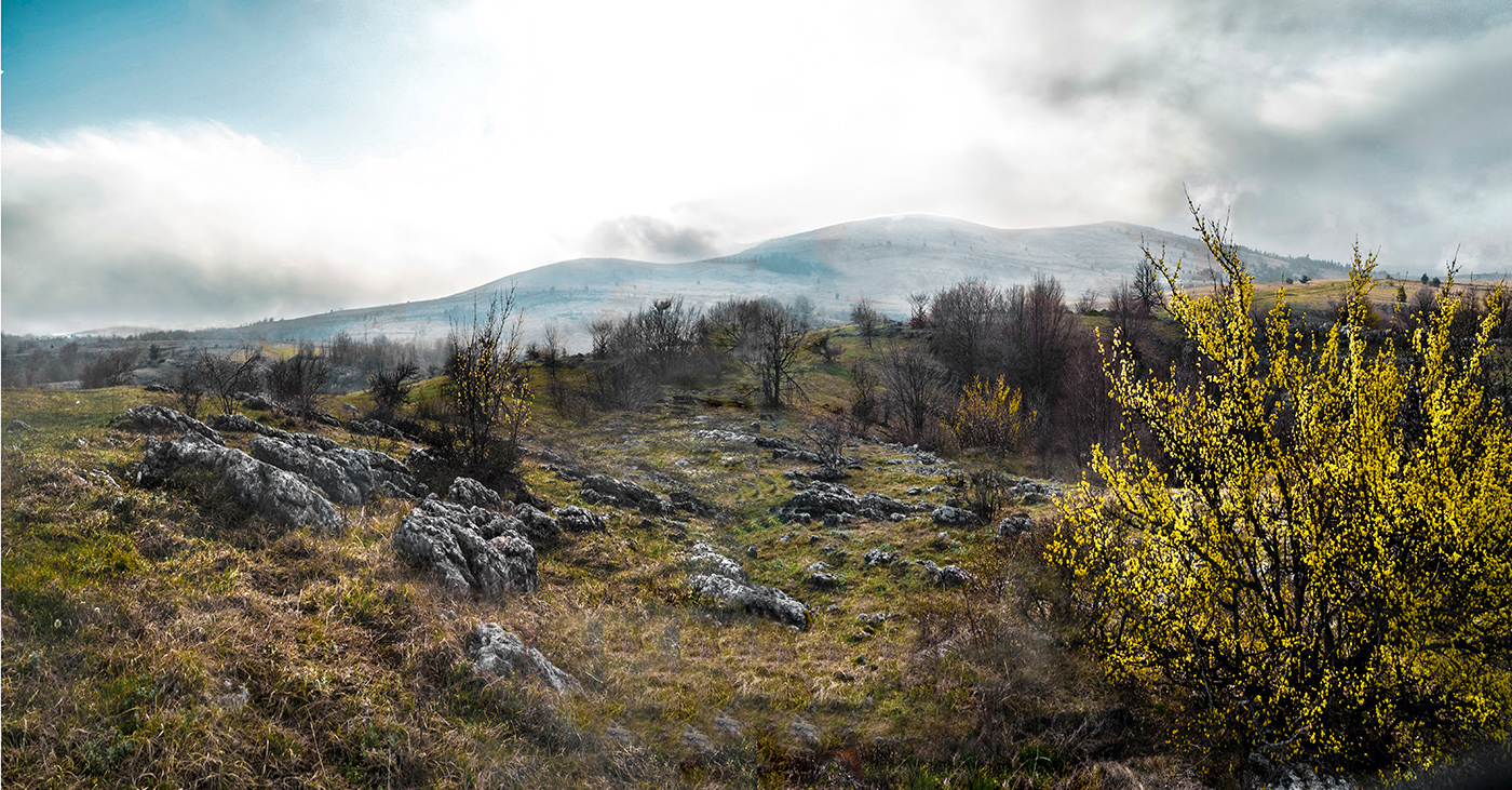 Весеннее цветение