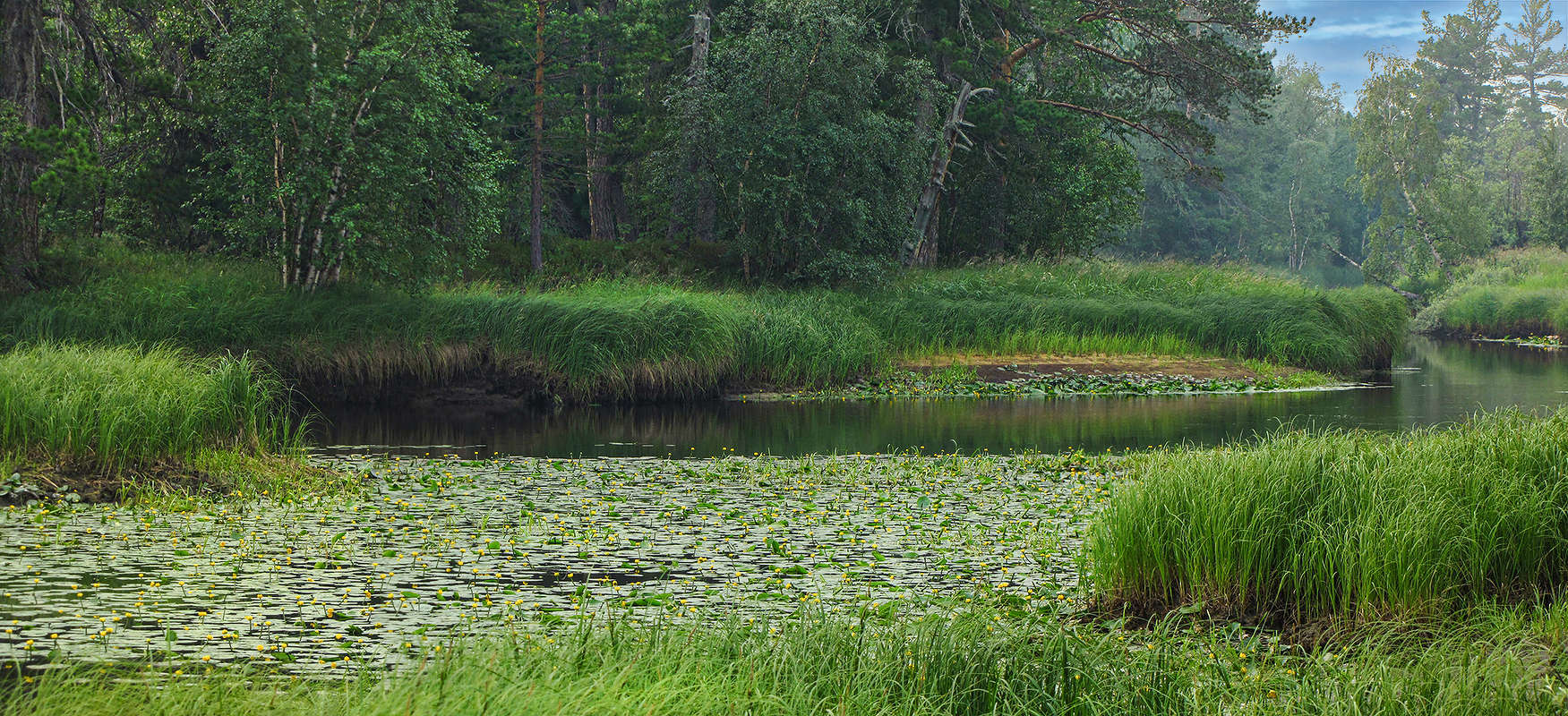 как одуванчики на поле - цветут кубышки на реке...