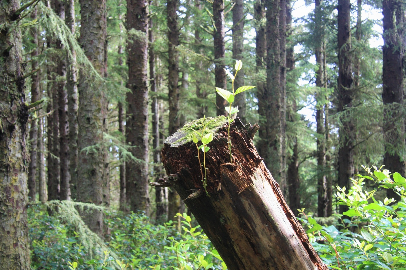 Воля к жизни...