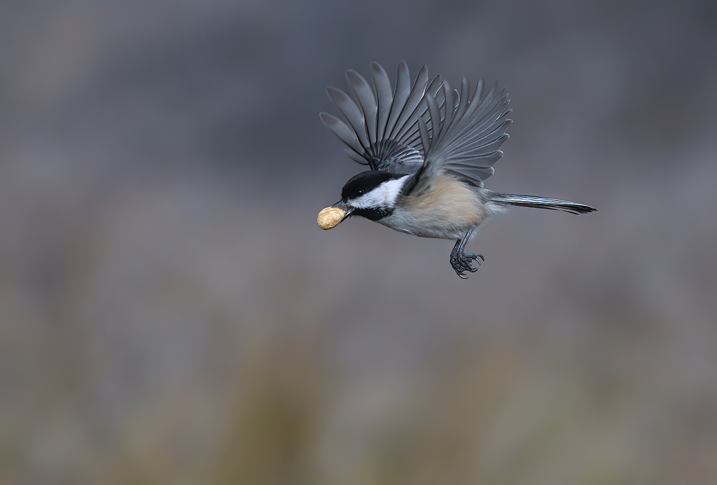 Black-capped chickadee