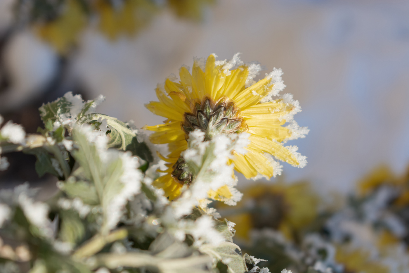 Был первый день Зимы...