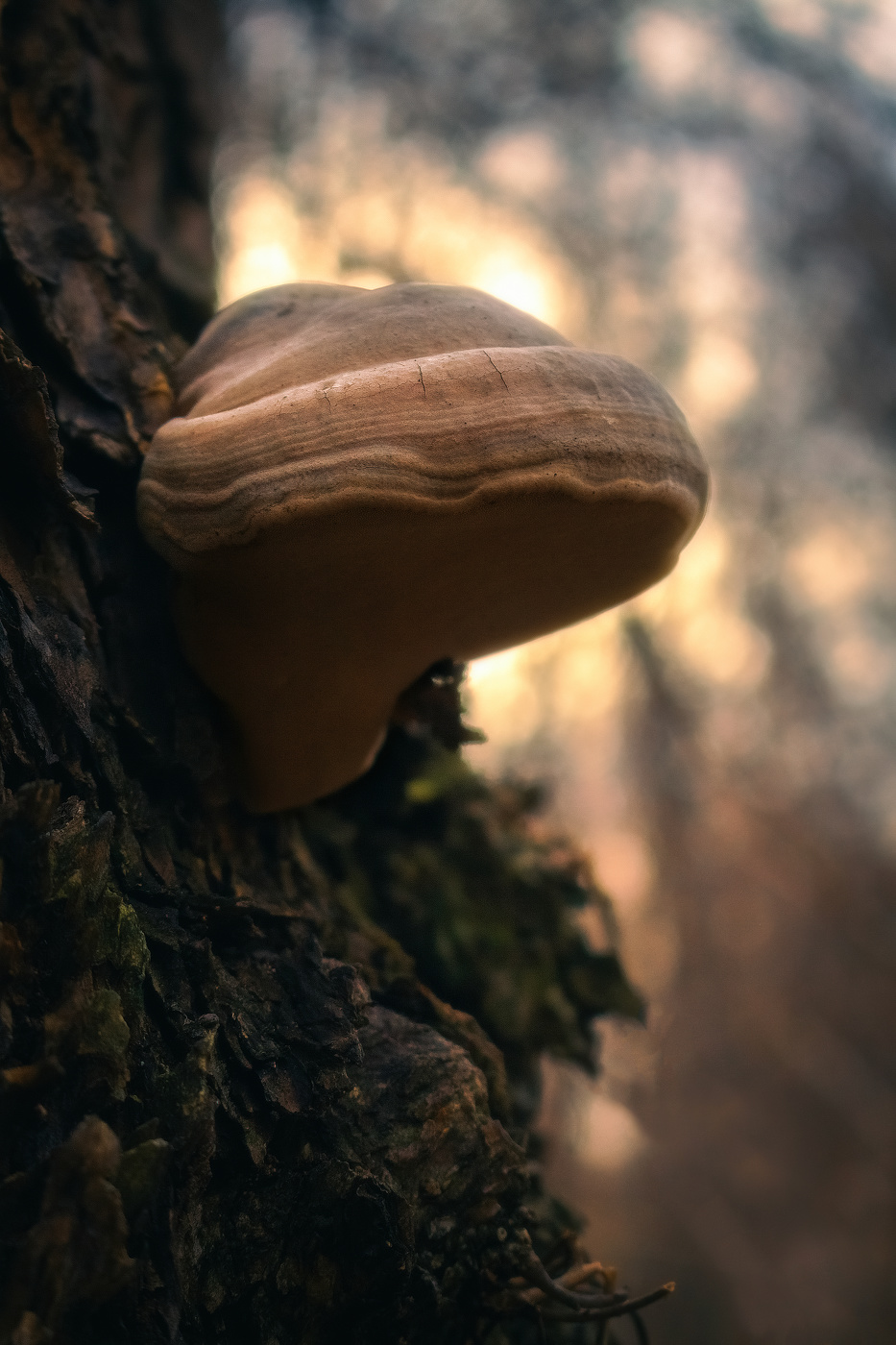 Где-то в лесу... дремлет гриб ленивый...