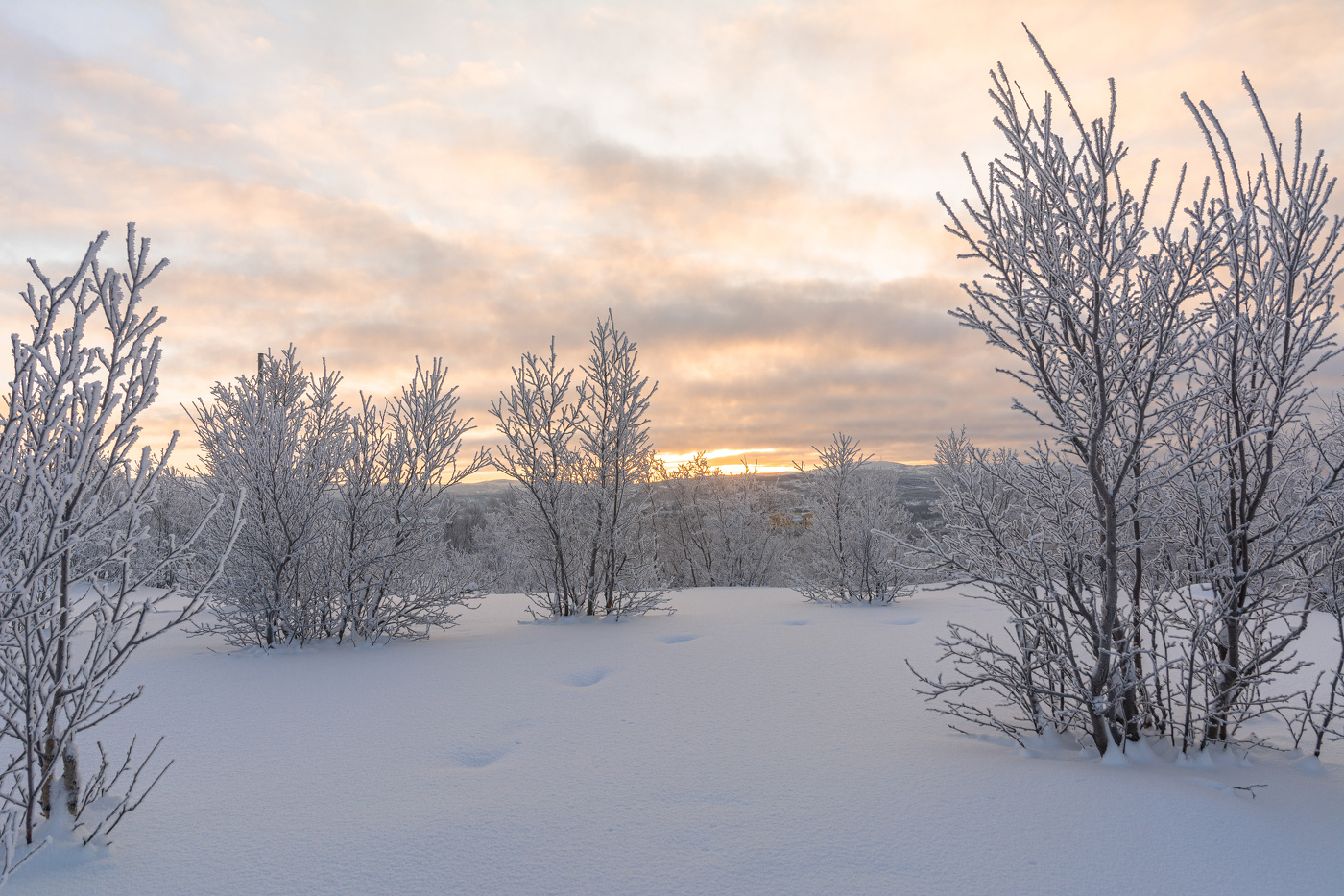 морозное утро