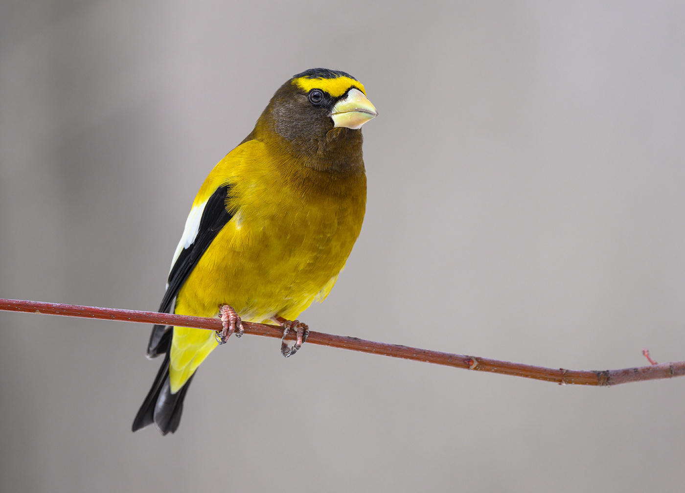 Evening grosbeak (male)