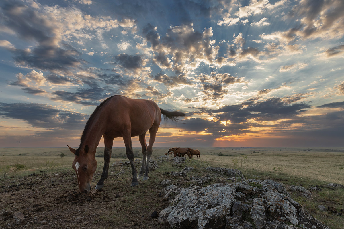 В закатной степи