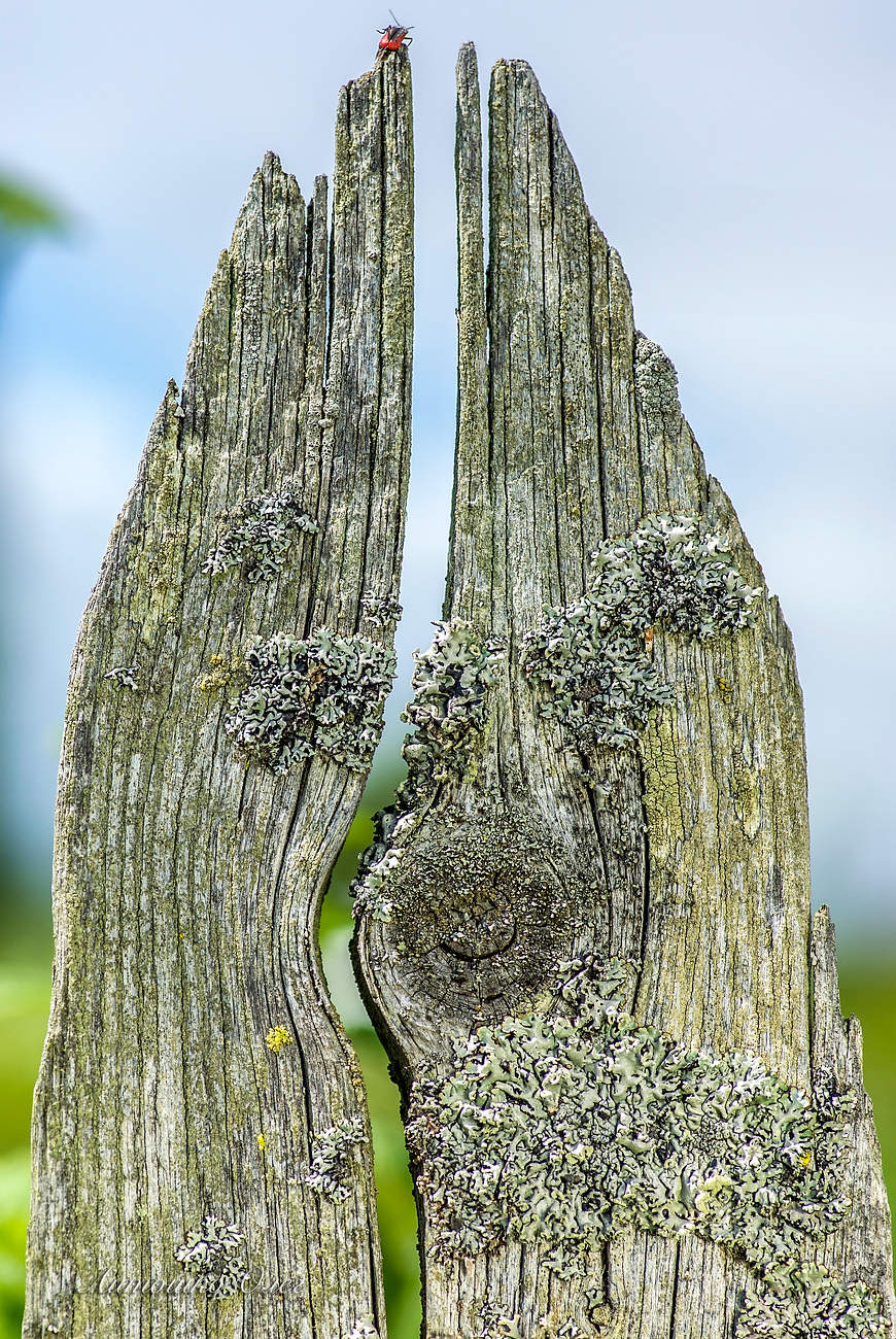 Треснутый забор.