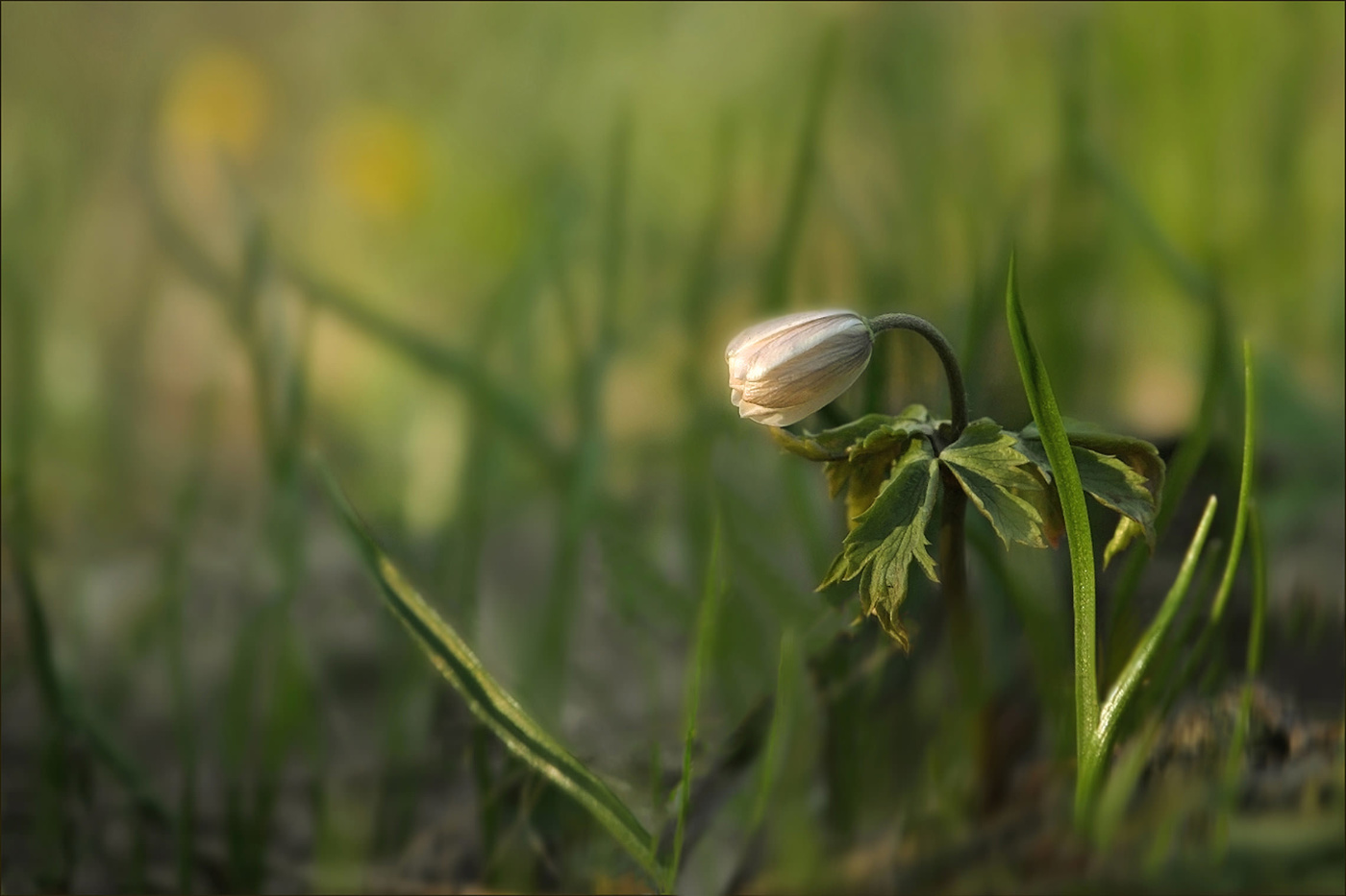 Лишь только подснежник распустится в срок...