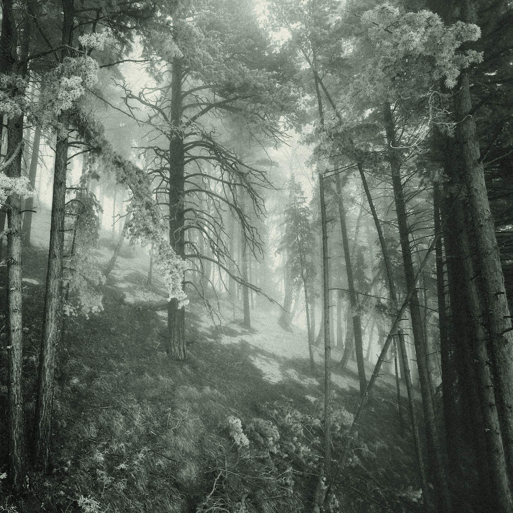 Таинственный лес