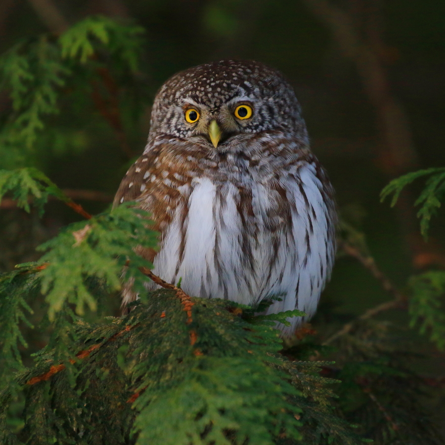 Воробьиный сыч.