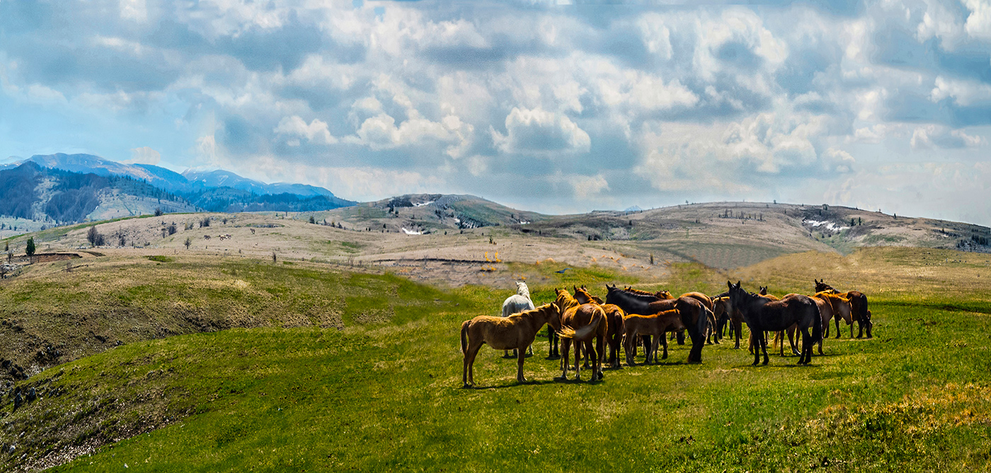 Панорама с табуном