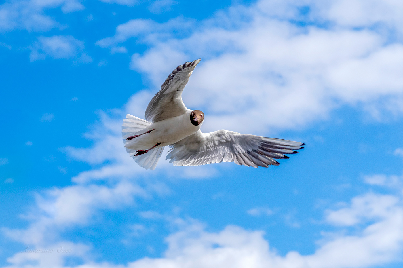 Чайка озёрная.