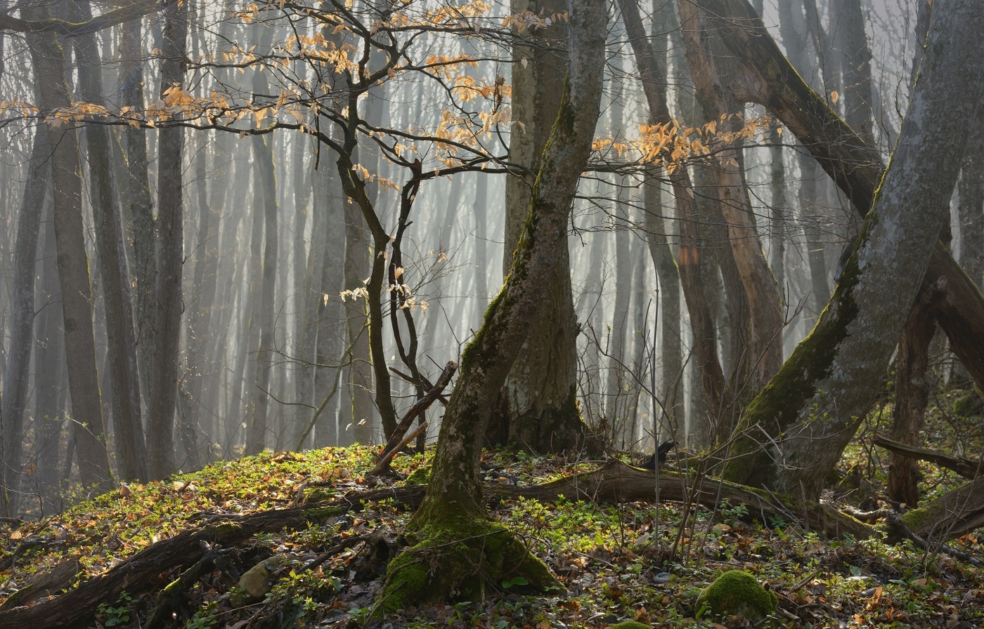 Весенний лес