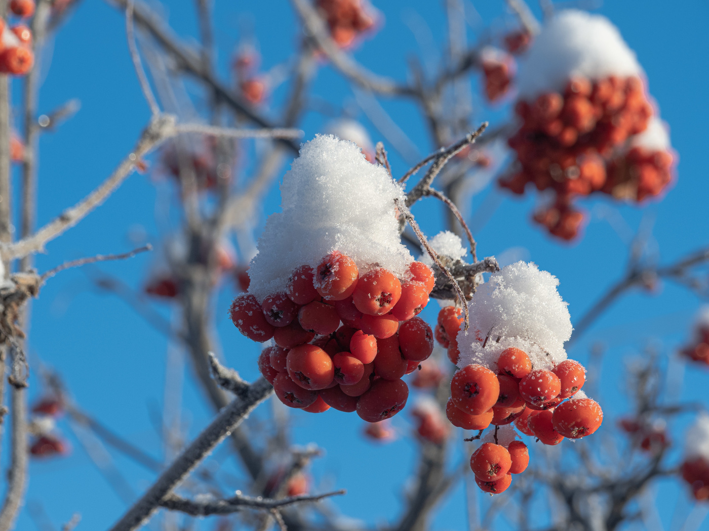 Зимние ягоды