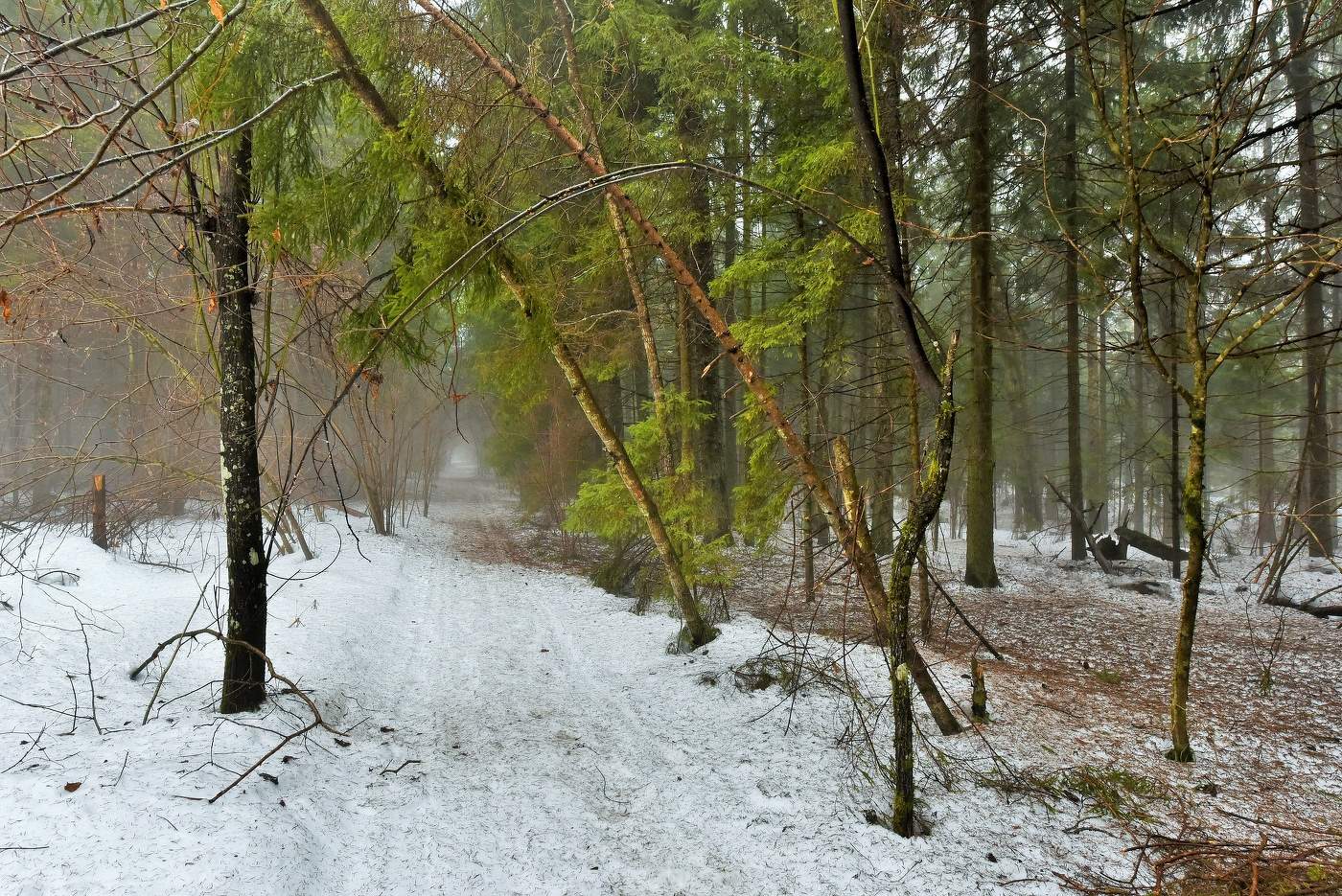"Измято снеговое покрывало и лес стоит по пояс обнажен..."