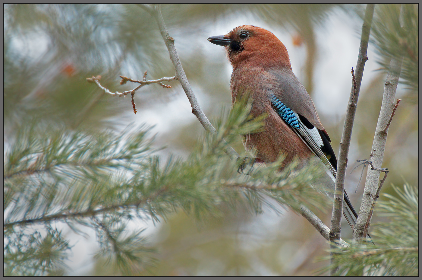 Шумная красотка