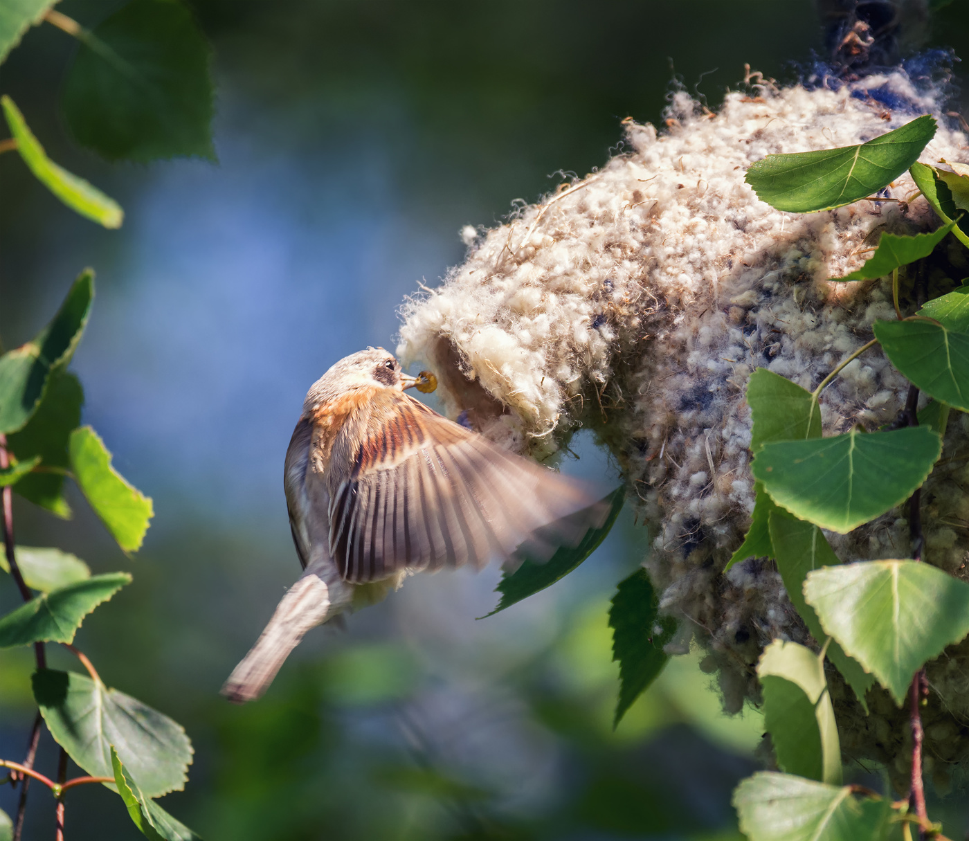 кормление птенцов