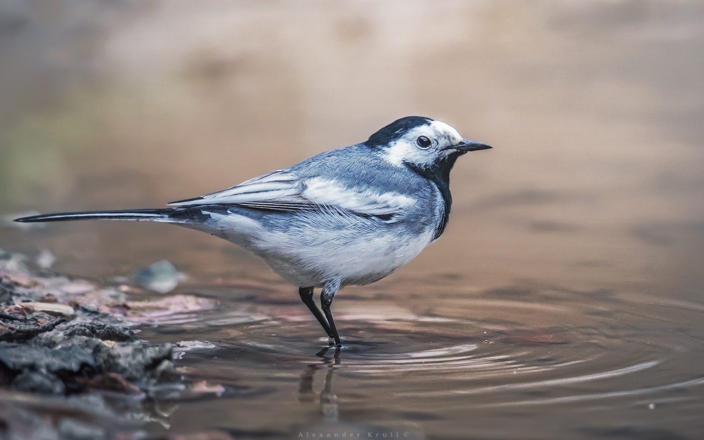 В весенней луже