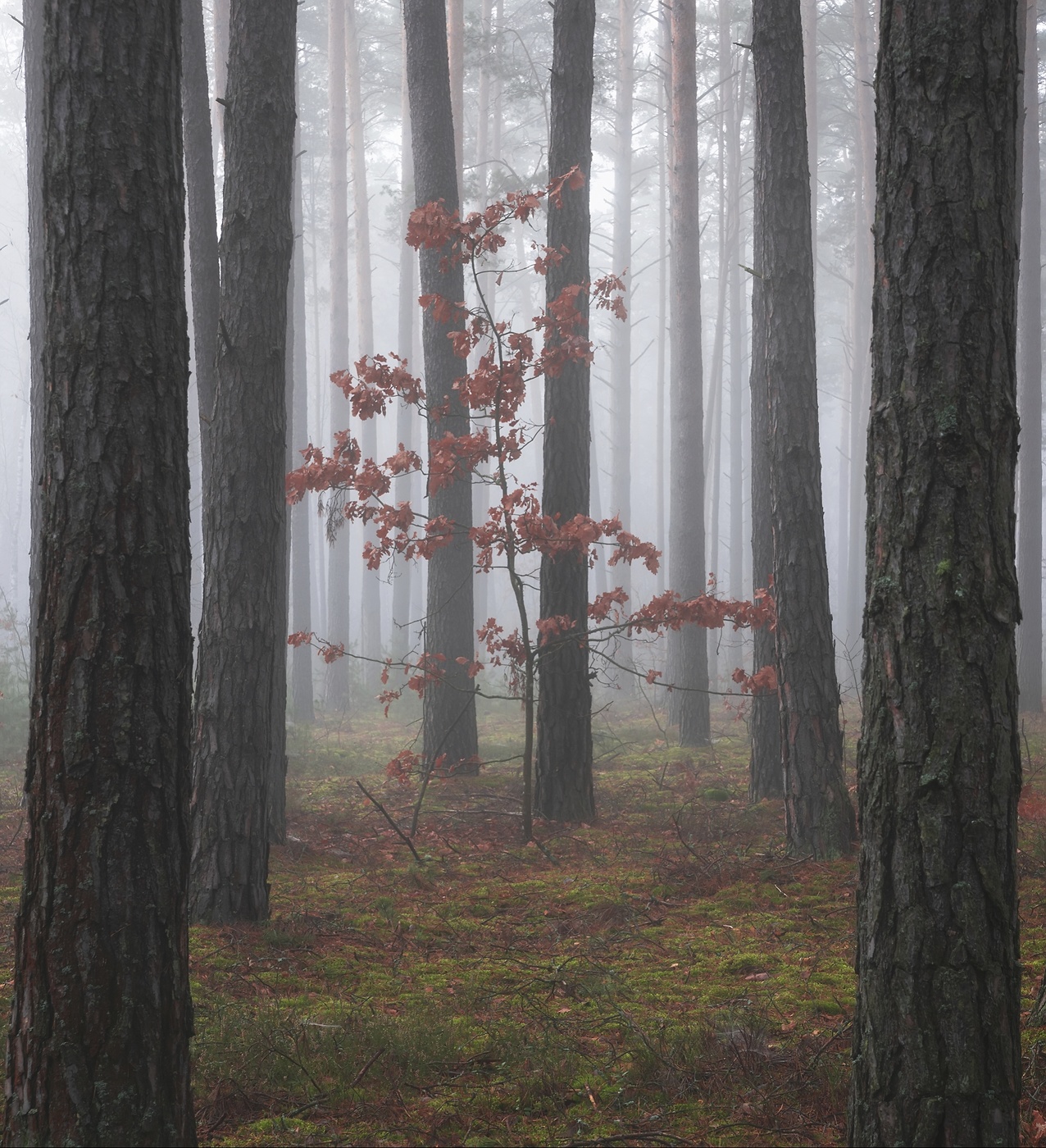 В лесу туман