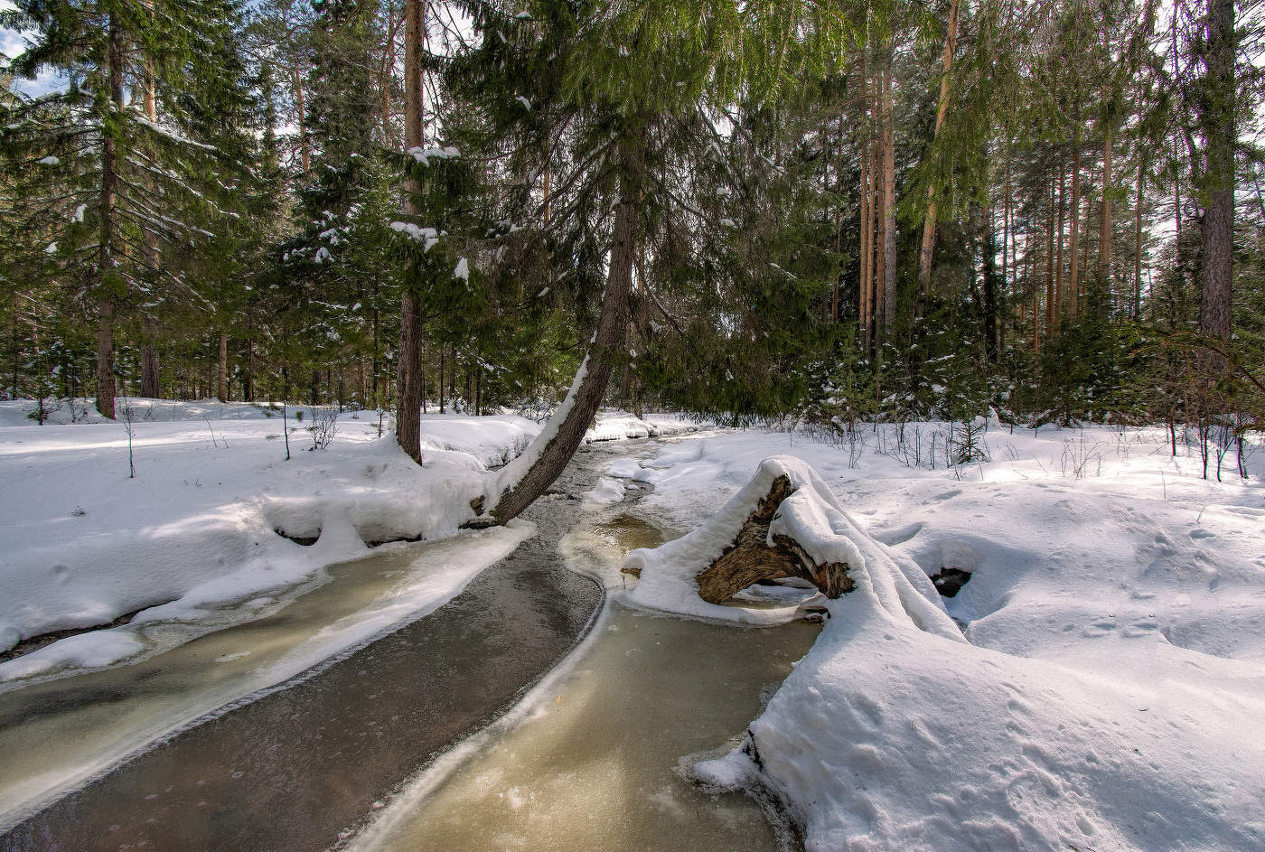 В весеннем лесу
