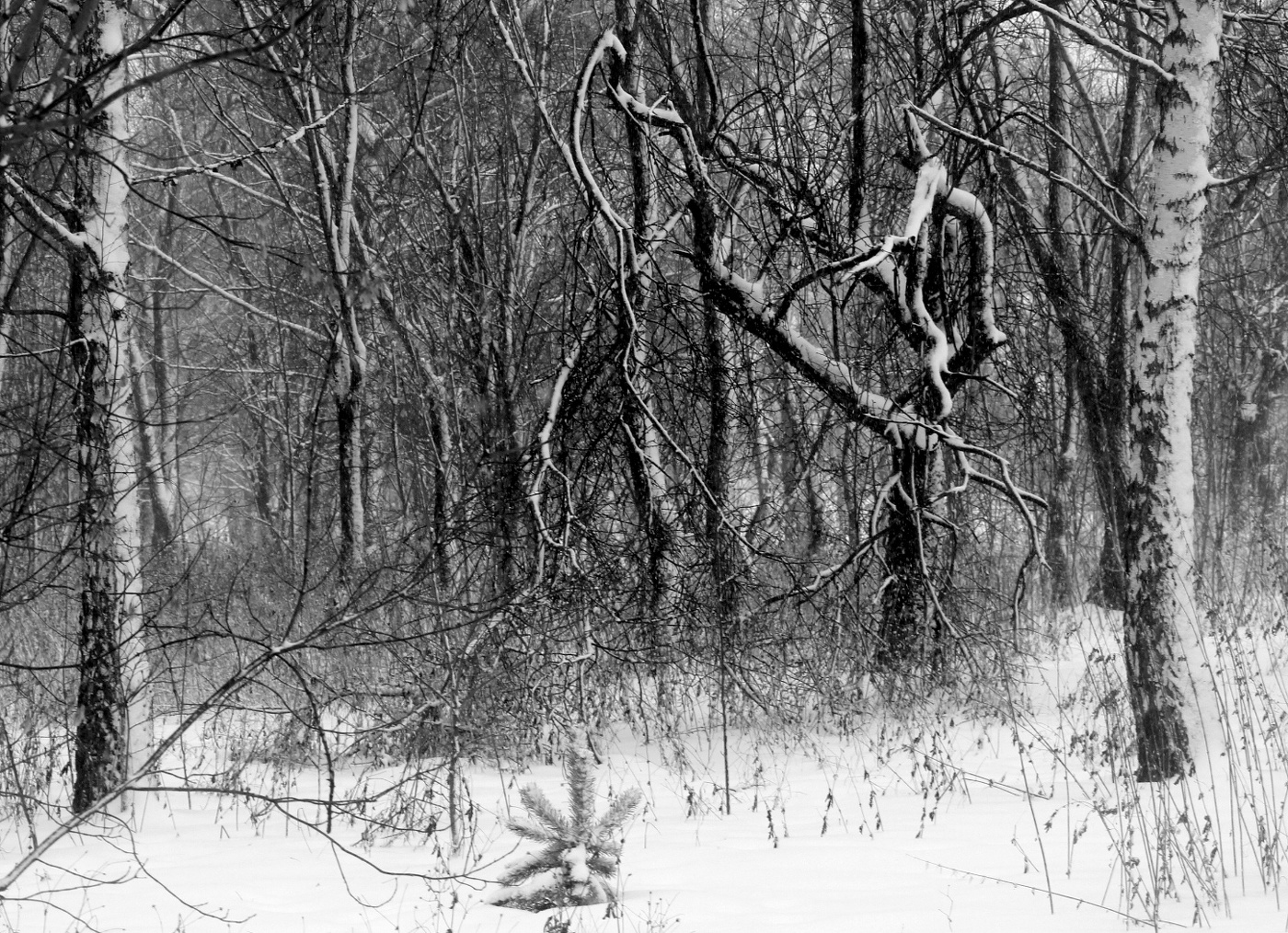 Зимний пейзаж.