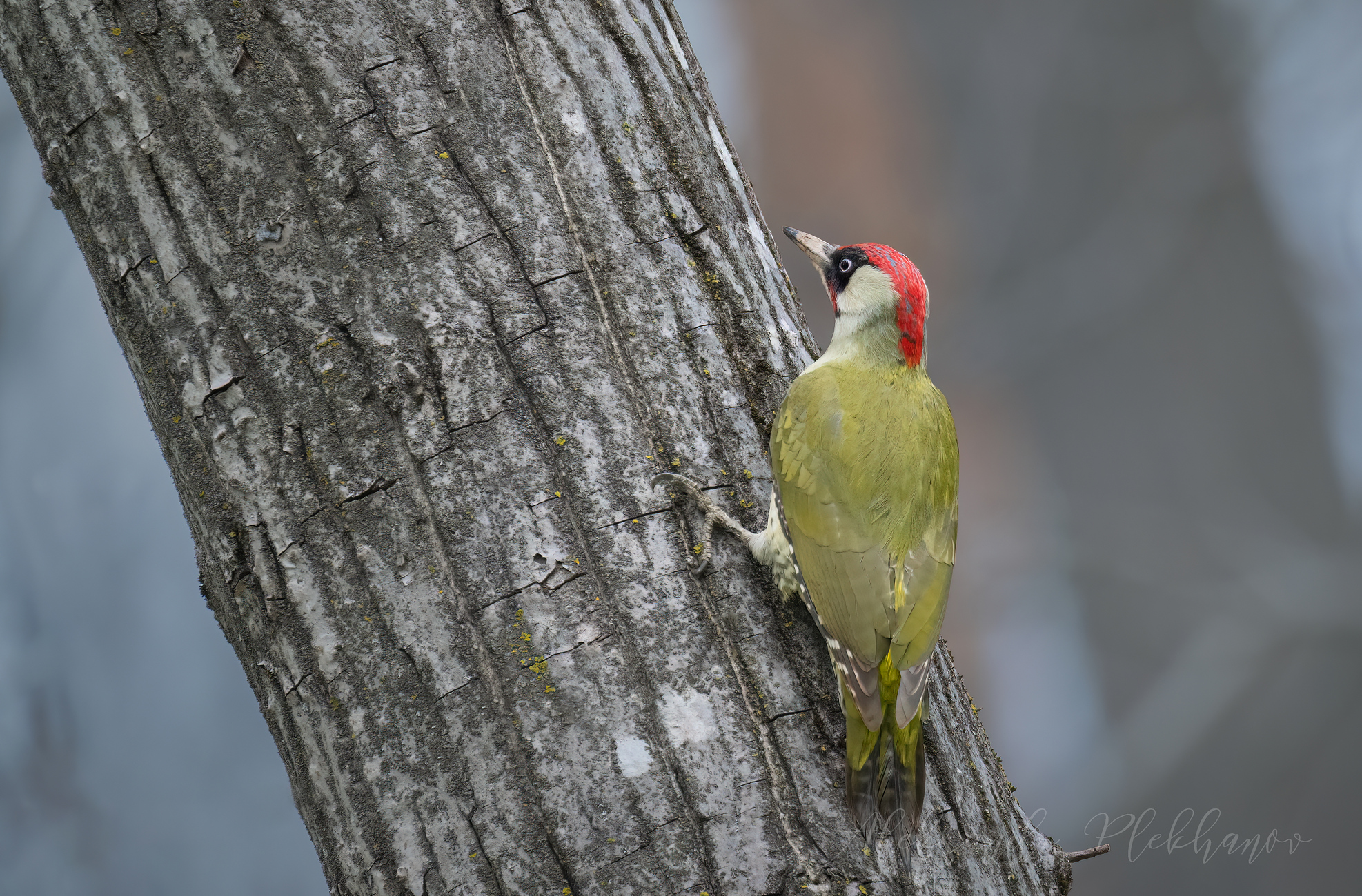 Eurasian Green Woodpecker