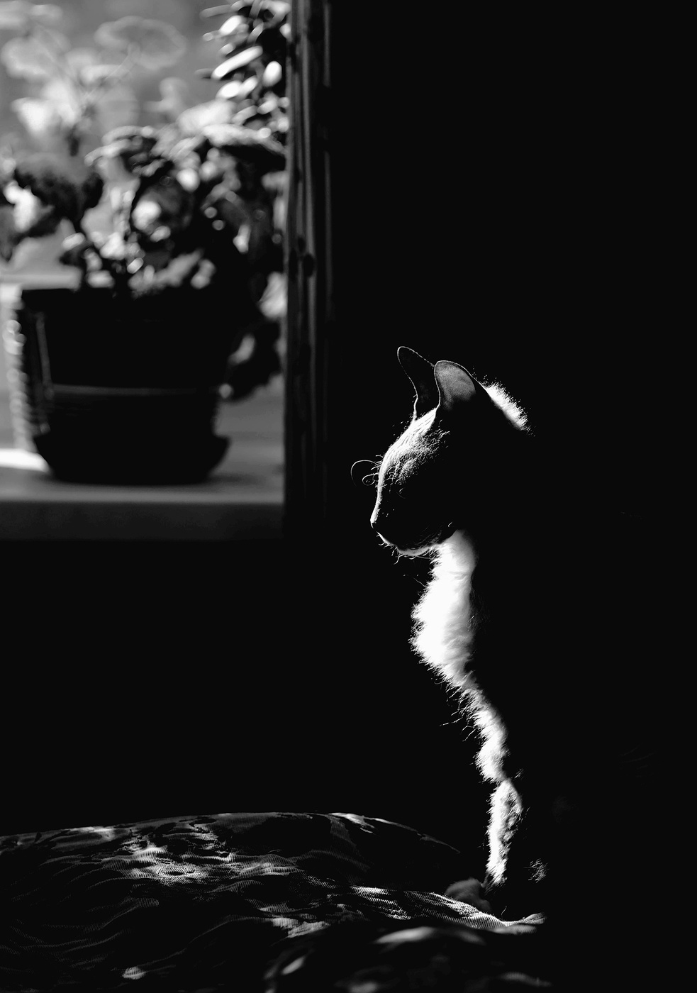 Чёрно-белая весна