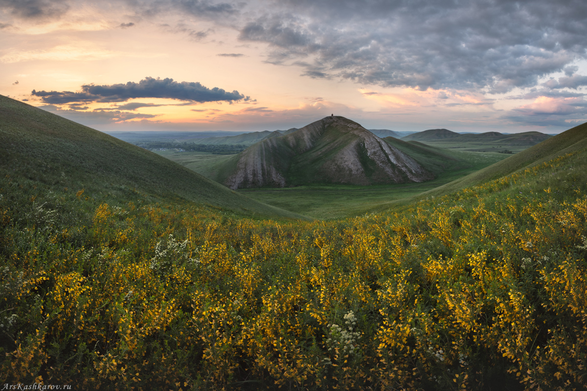 "Цветет ракитник"