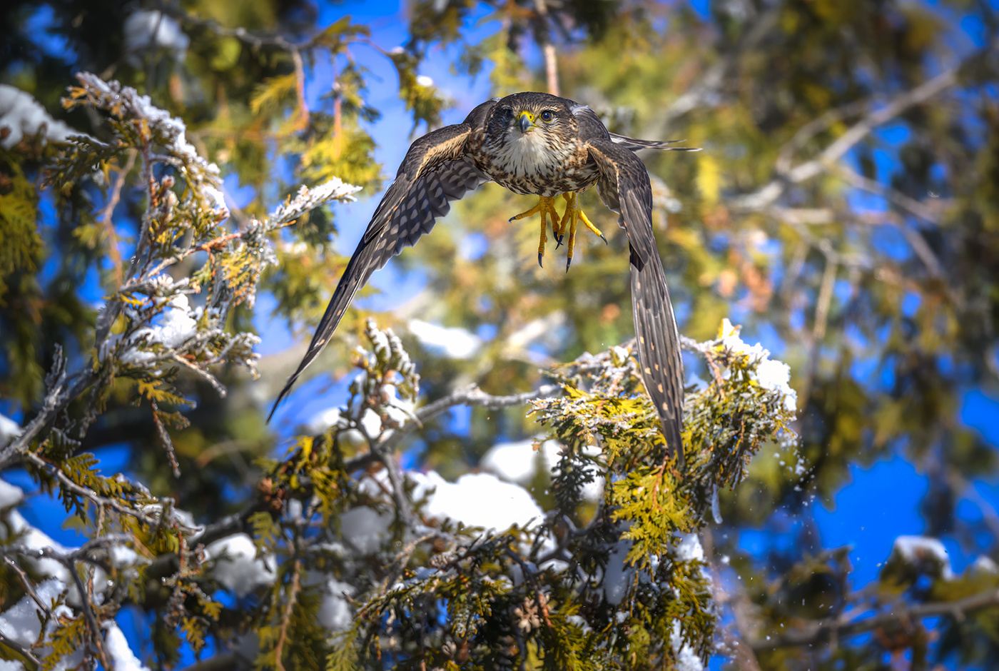 Merlin (Falco columbarius)