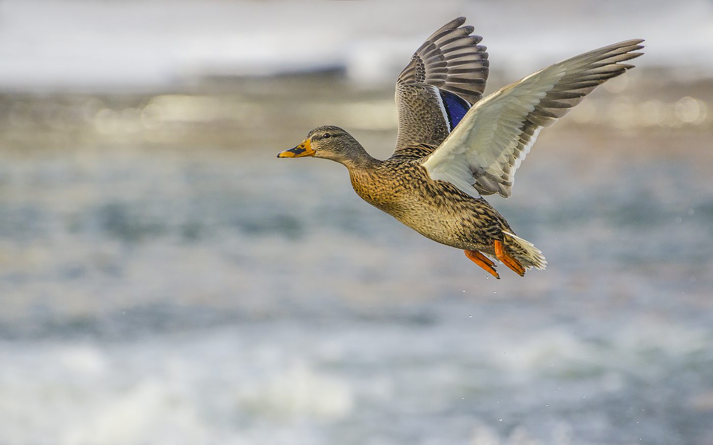 Речная красавица