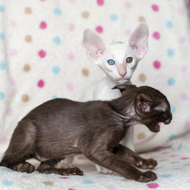 Две эмоции:)))