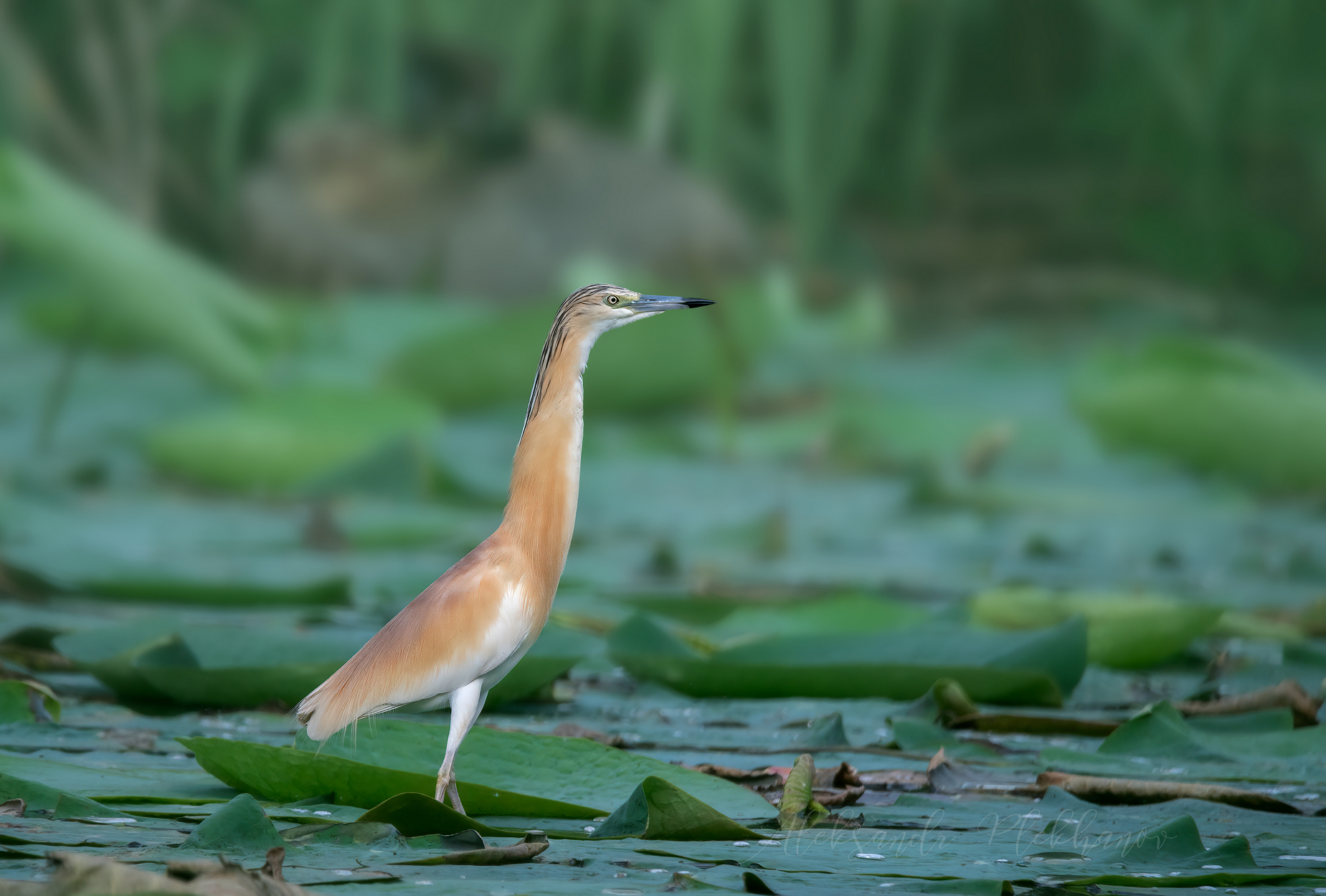 На листе лотоса