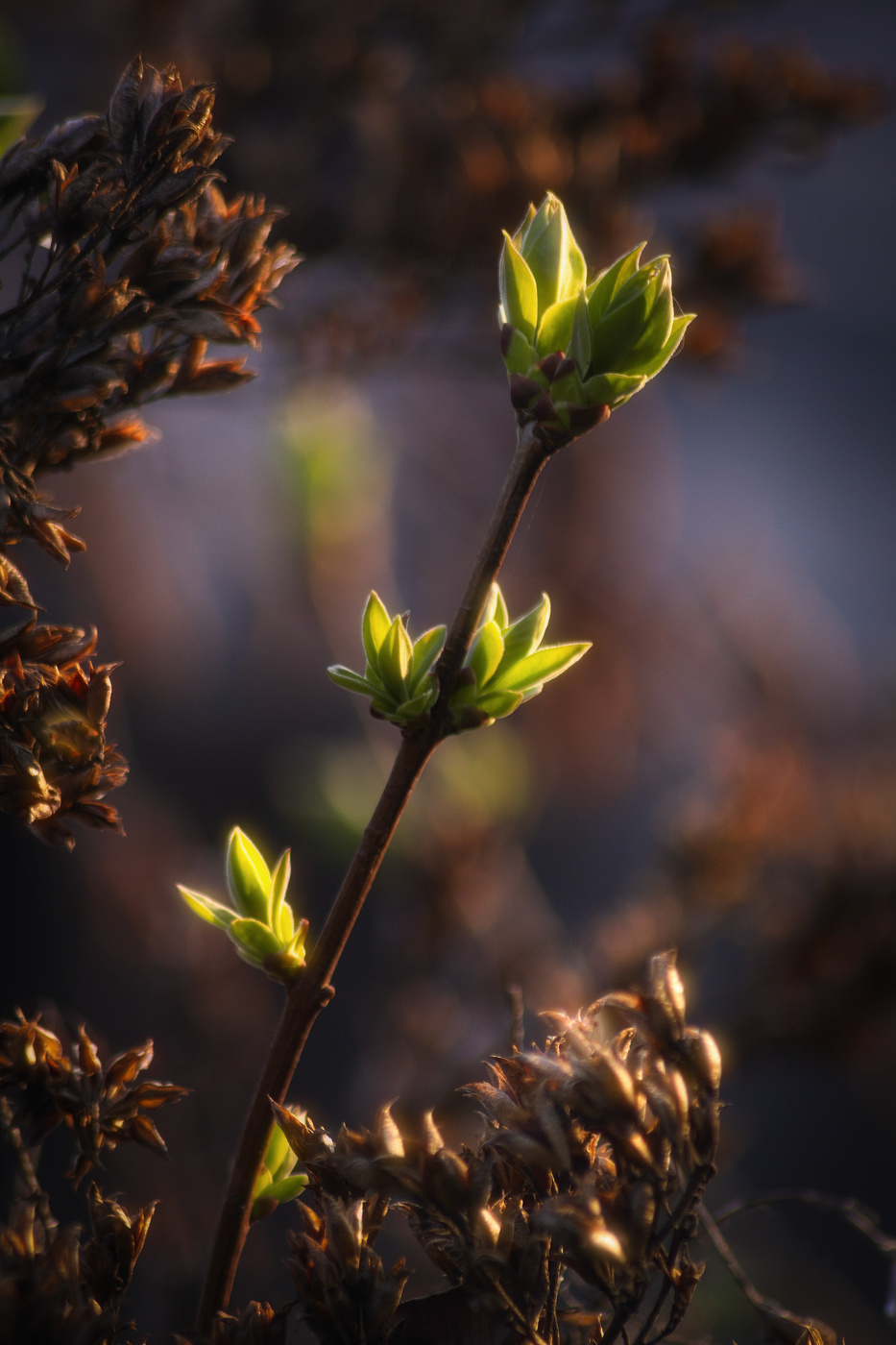 Пробуждение...