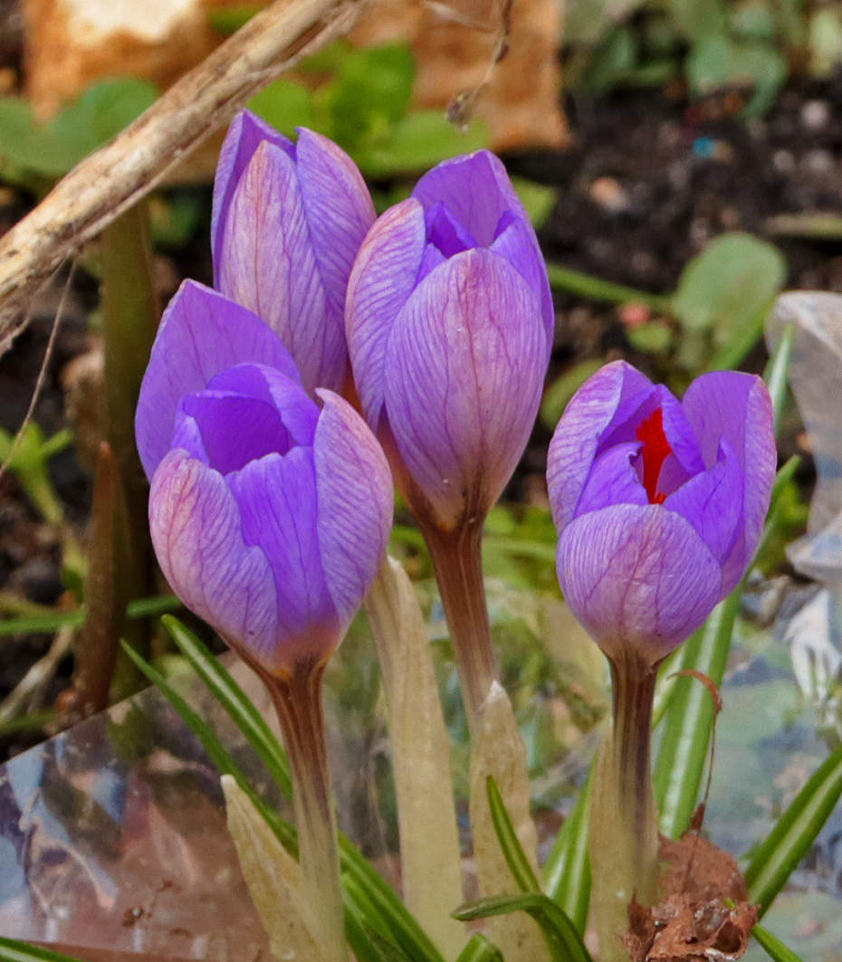 Первые крокусы