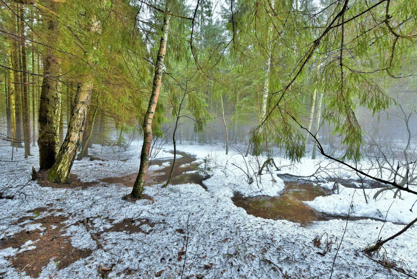 "Стволы берез, проснувшись, дышат настоем мартовского дня..."