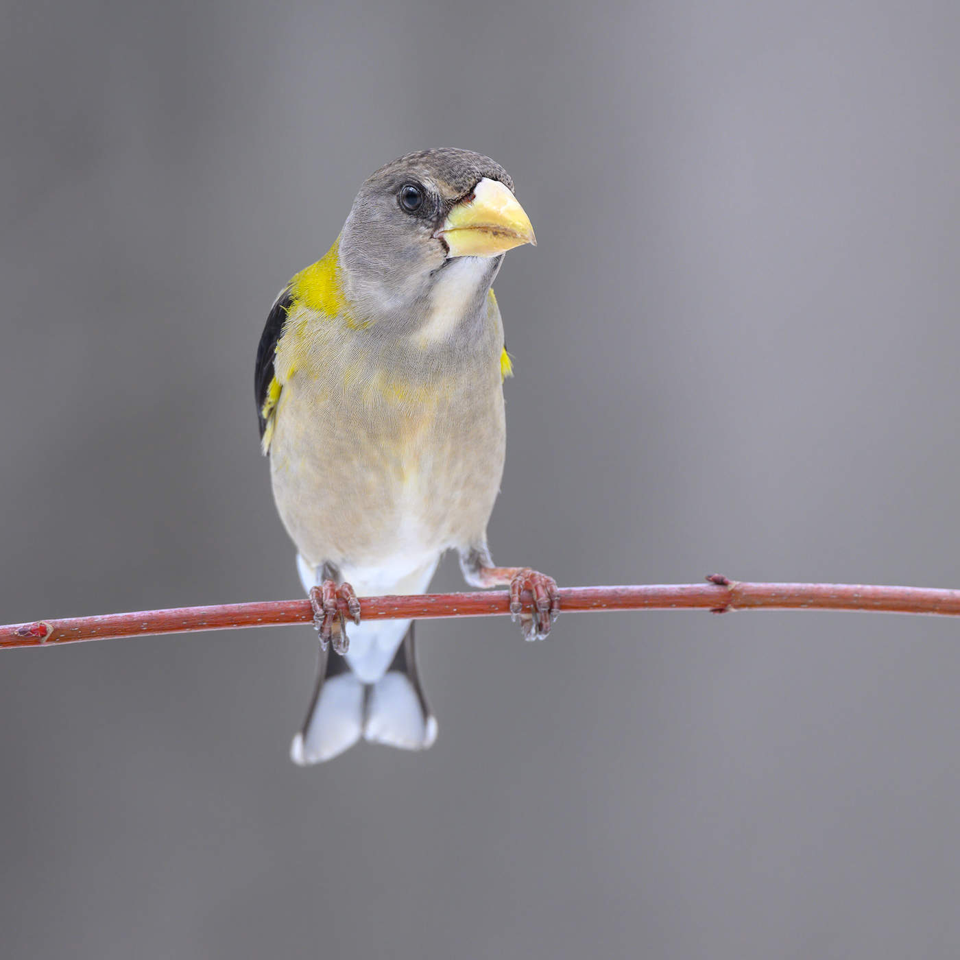 Evening grosbeak (female)