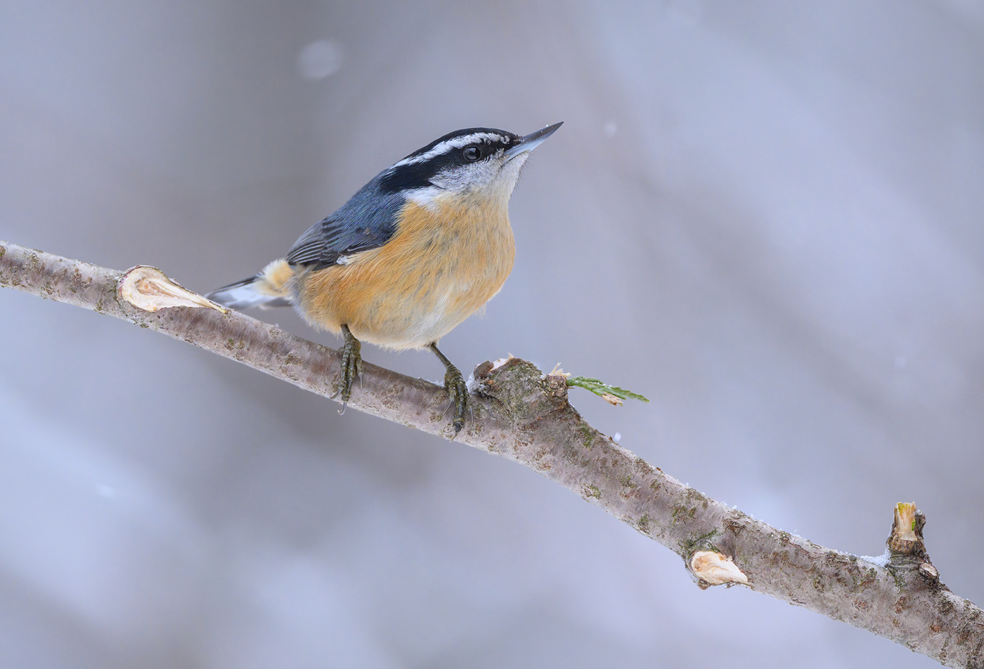 Red-breasted nuthatch