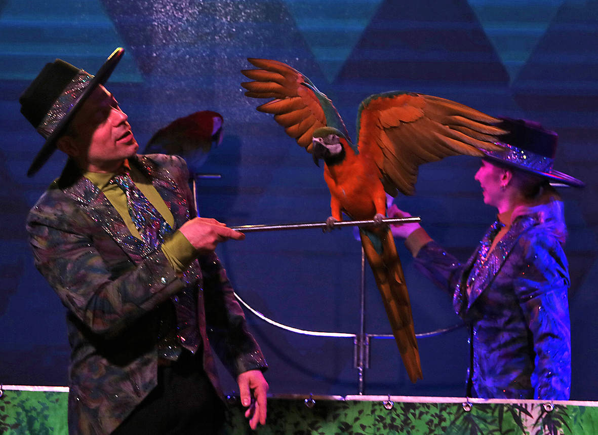 На шоу больших попугаев