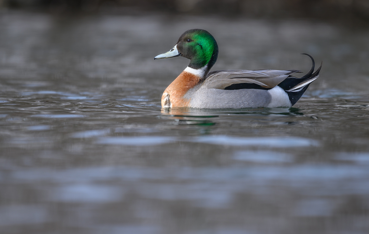 “Pintallard” Mallard-Pintail Hybrid