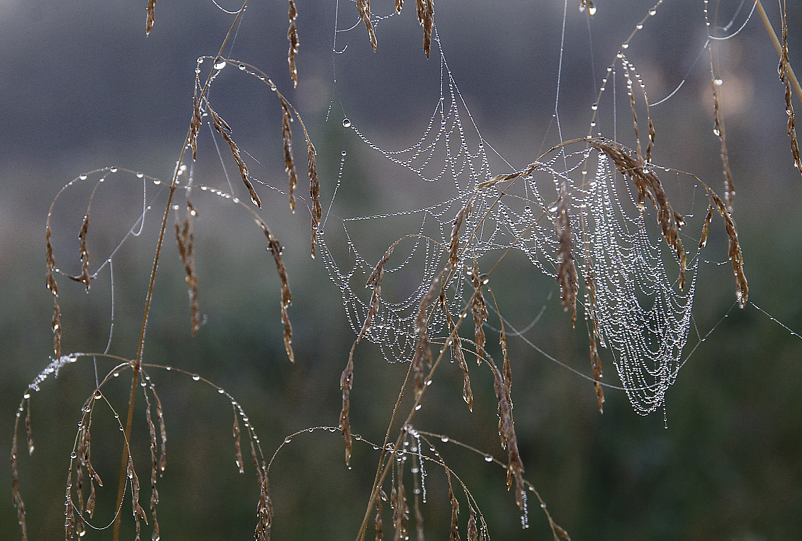 ഒരു തുറന്ന വയലിൽ പുൽത്തകിടിയിൽ അതിരാവിലെ മഞ്ഞുമലകൾ