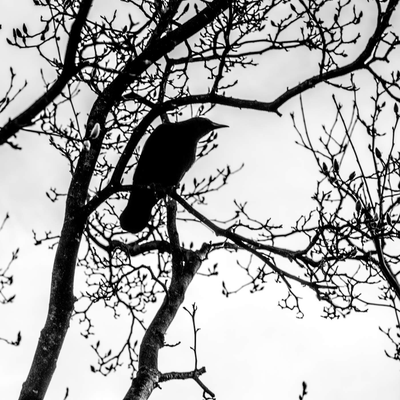 Большая птица