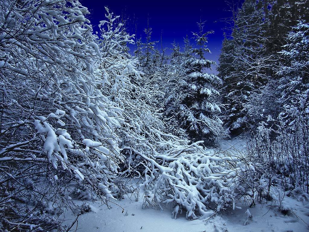 Проказы матушки зимы