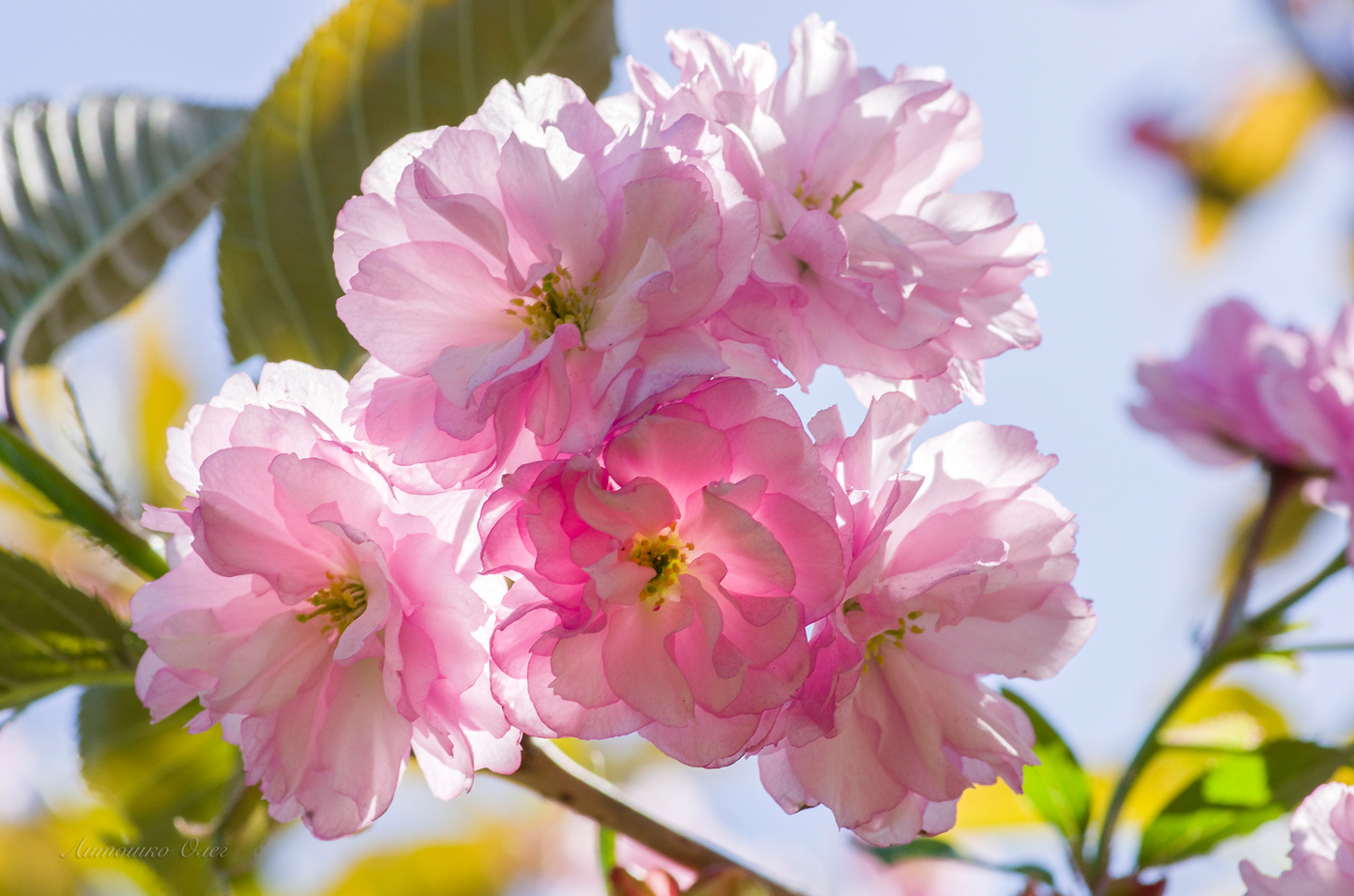 Вишня махровая (сакура).