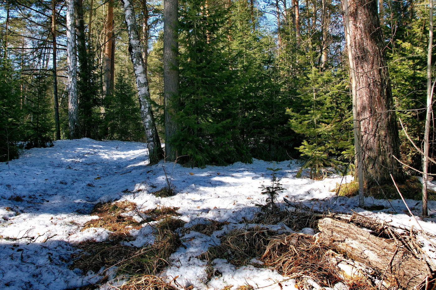 **В мартовском лесу.*