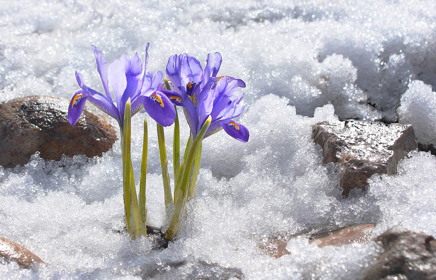 Последний снег и первые цветы на альпийской горке