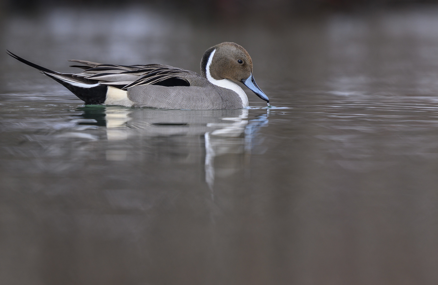 Northern pintail (male)