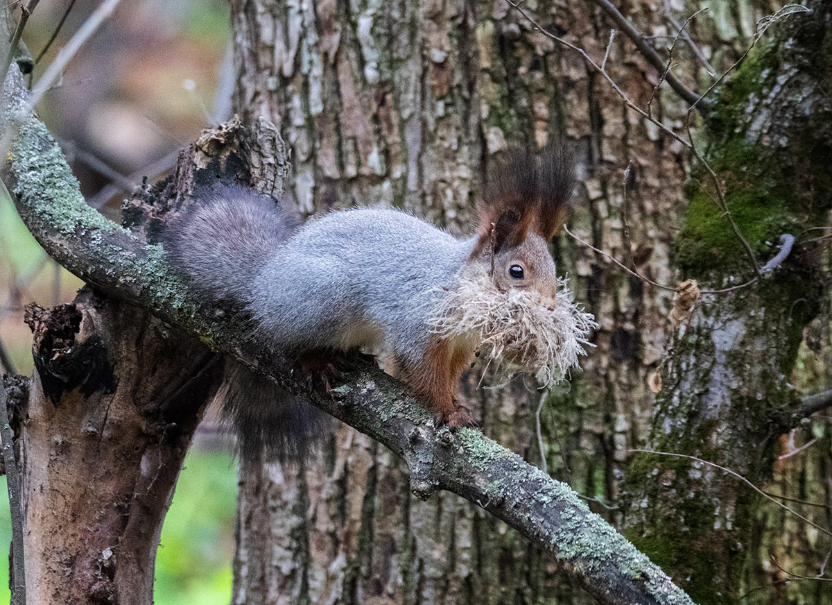 Заготовка утеплителя
