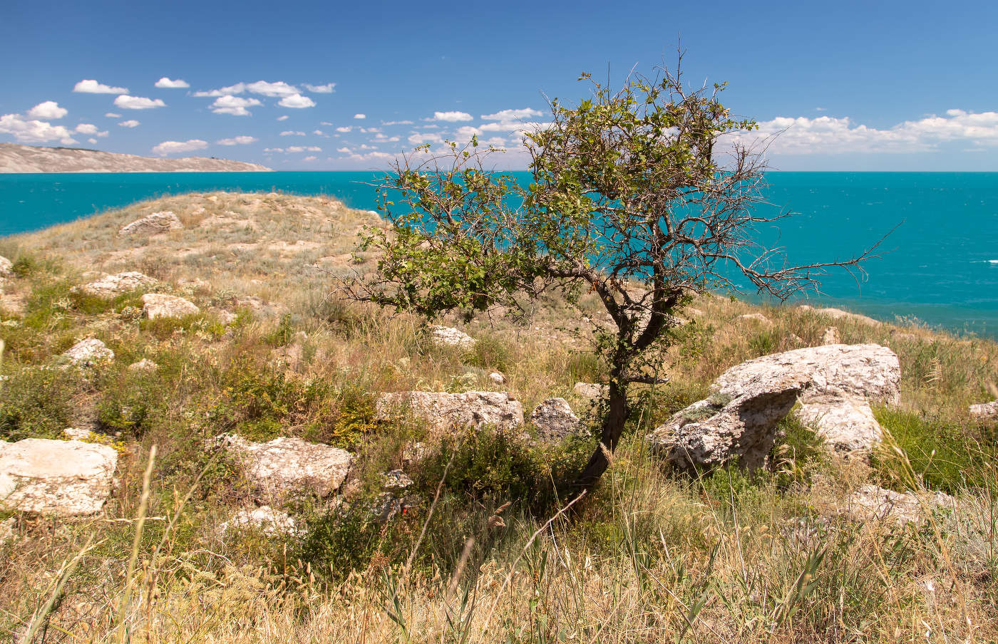 Среди камней...